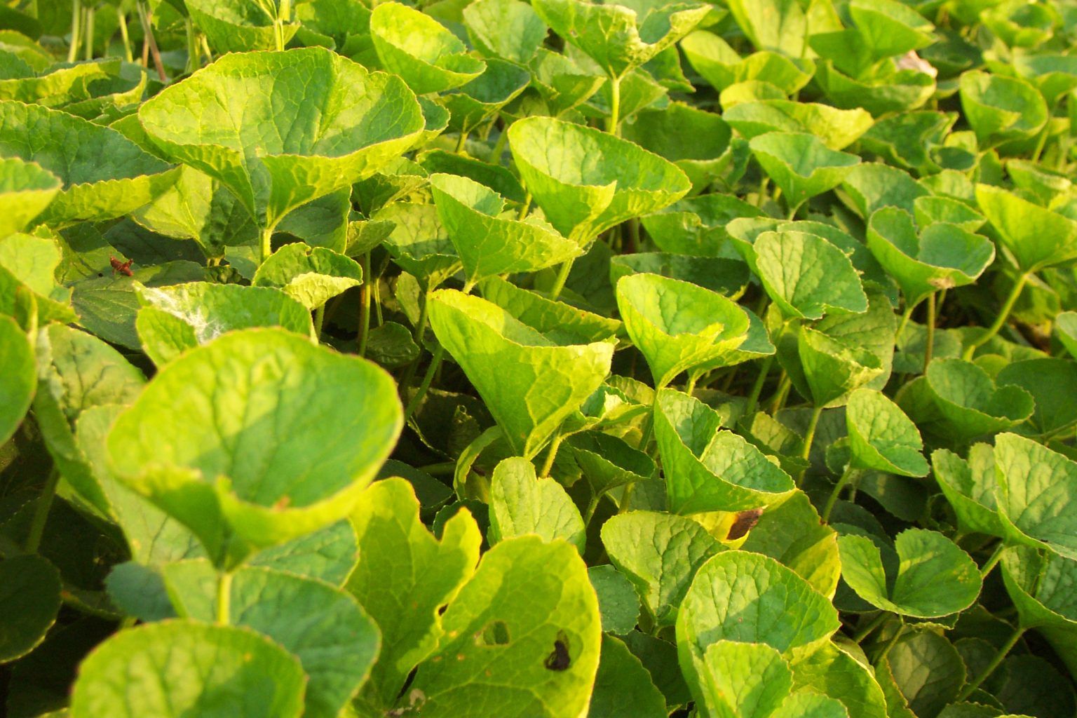 הידרוקוטיל (Centella asiatica)- אדפטוגן תוצרת הודו. באדיבות פרץ גן, על-עלים: מרכז לגידול, עיבוד, יבוא ושיווק של צמחי מרפא ותבלינים http://www.al-alim.co.il/