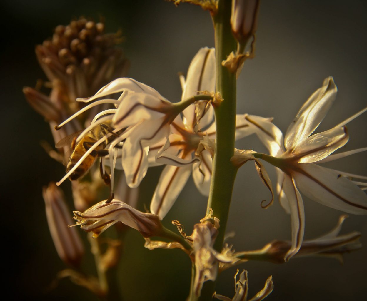 עירית גדולה (Asphodelus ramosus). צמח נפוץ מאוד בחורש. פקעותיו משמשים לטיפול במגוון בעיות רפואיות