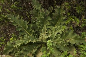 בוצין מפורץ (Verbascum sinuatum). צמח מקומי נפוץ ביותר המשמש לטיפול בבעיות במערכת הנשימה, ולטיפול חיצוני בדלקות זניים