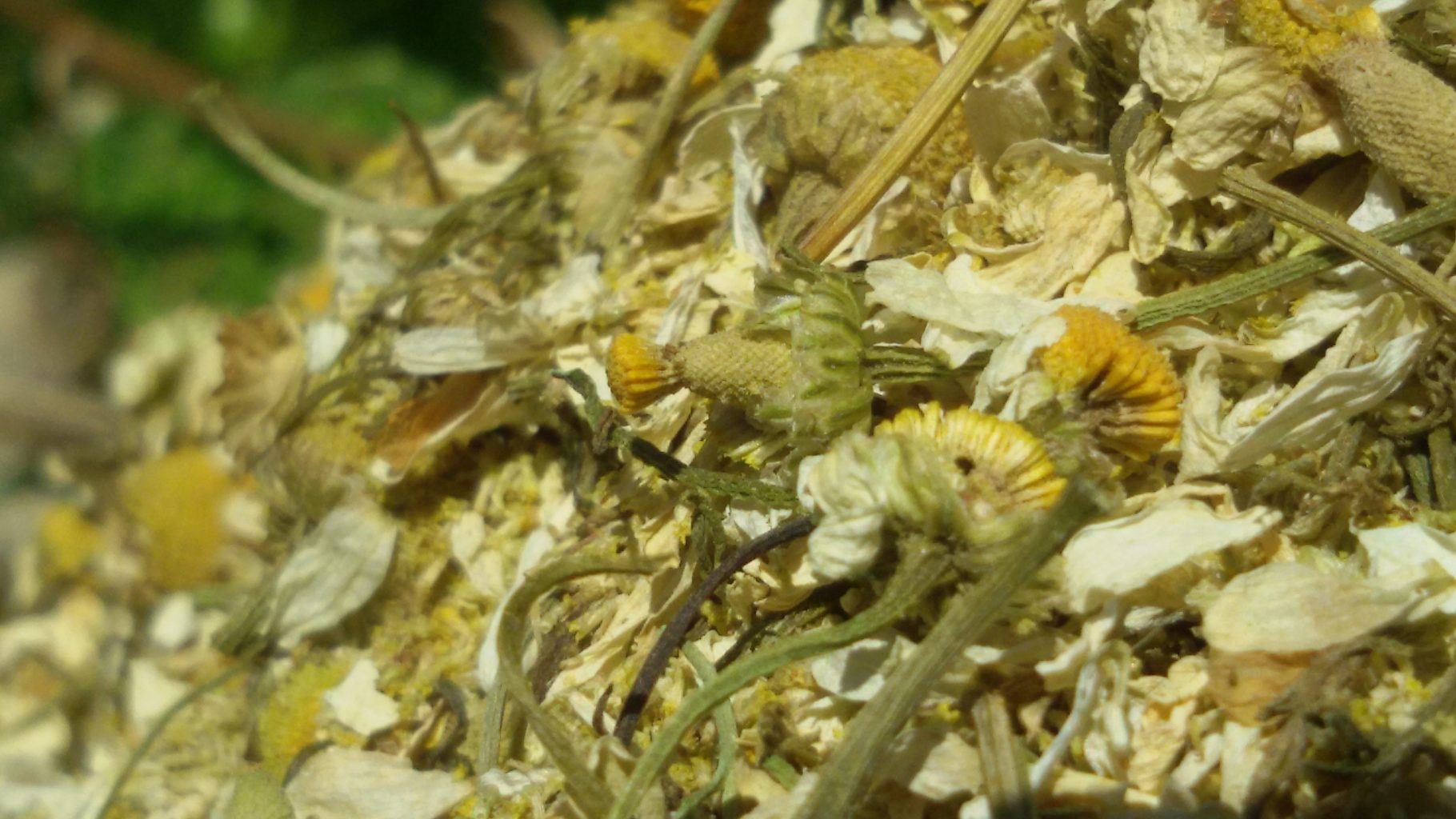 פרחי קמומיל מיובשים באיכות מעולה