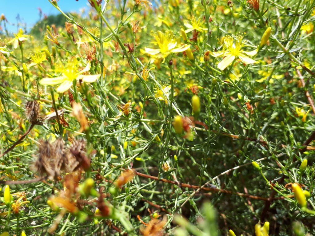 היפריקום- פרע מסולסל Hypericum triqueterifolium