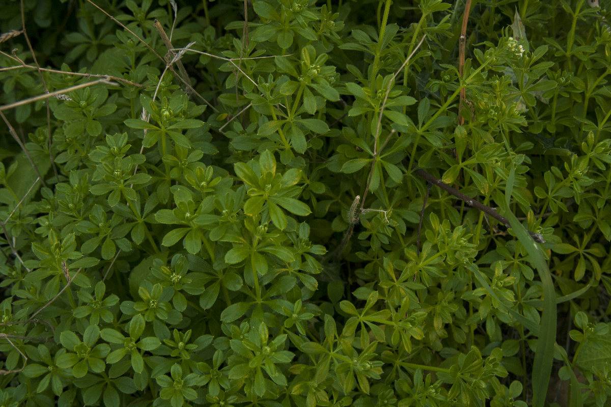 דבקה זיפנית (Galium aparine) צמח מקומי-מנקז לימפה בעל שם עולמי
