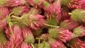 תלתן ארגמן (Trifolium purpureum)- פורח באביב במרבדים ברחבי הארץ