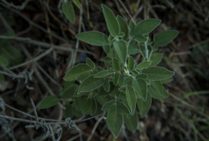 מרווה משולשת (Salvia fruticosa) בכרמל- מצמתת, מחטאת ומרפאת כיבים