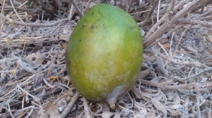 מנגו ובו חומרים נוגדי חמצון ונוגדי דלקת רבי עוצמה. לקריאה נוספת- http://www.functional-nutrition.co.il/42588/mango-the-king-fruit#.WAOJpegrLIU