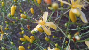 פרע מסולסל Hypericum triqueterifolium- צמח מפורסם מאוד לטיפול בדיכאון, לא רק בגיל המעבר