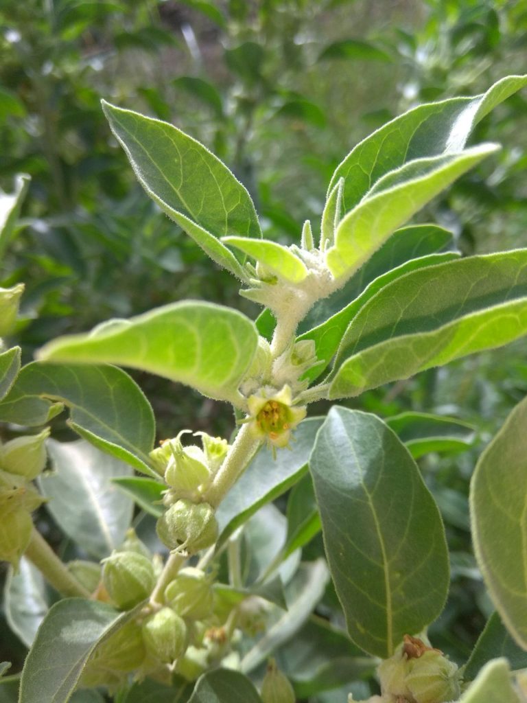 ויטניה משכרת (Withania somnifera) הידועה בשמה ההודי אשווגאנדה. העלים בתמונה הם החלק הרעיל. החלק בשימוש הוא השורש