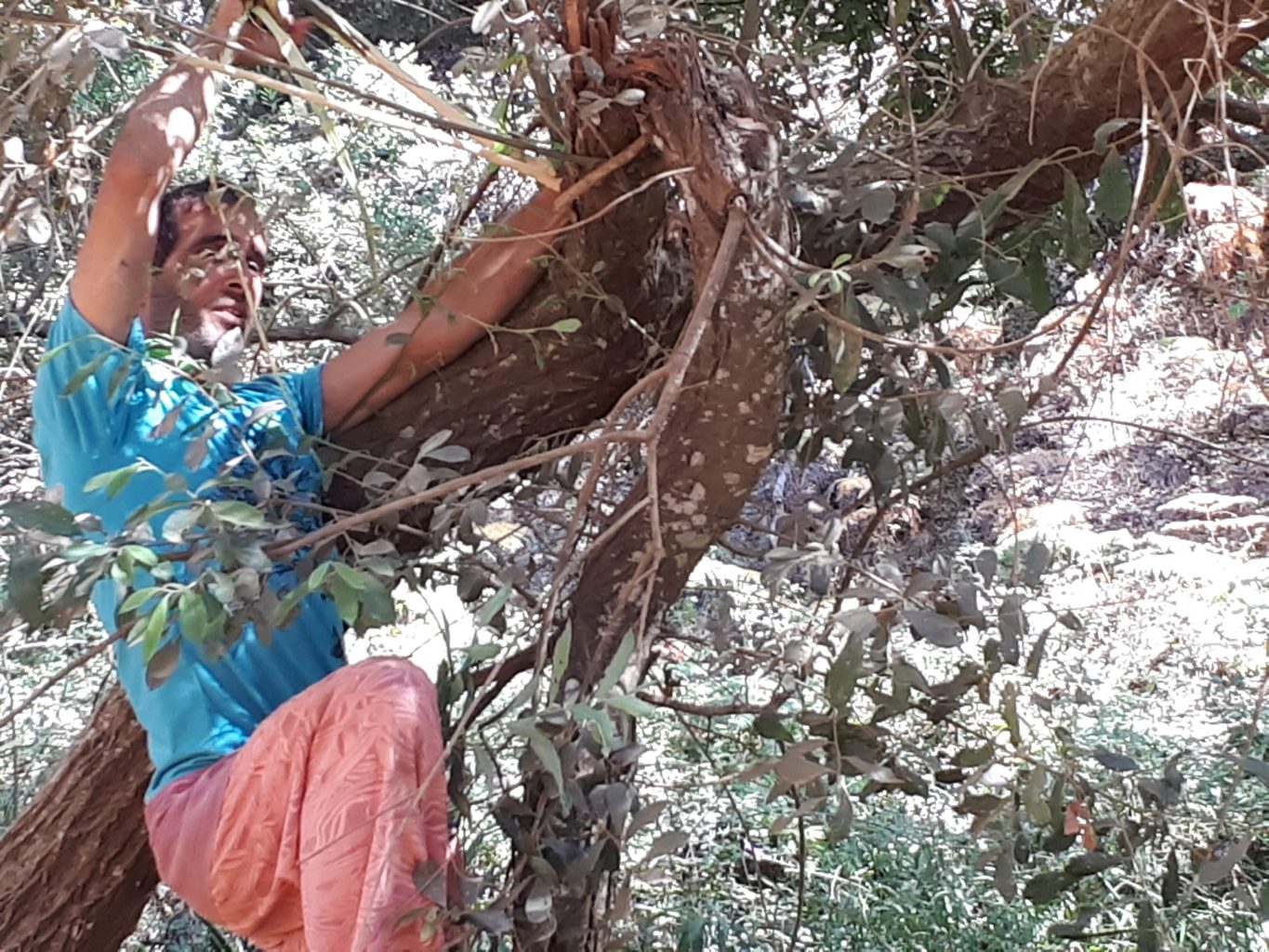 ליקוט צמחי מרפא בשילוב טיפוס על עץ הערבה
