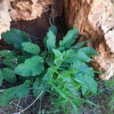 קומפרי בר (סינפיטון ארצישראלי)- צמח האיחוי מס' 1